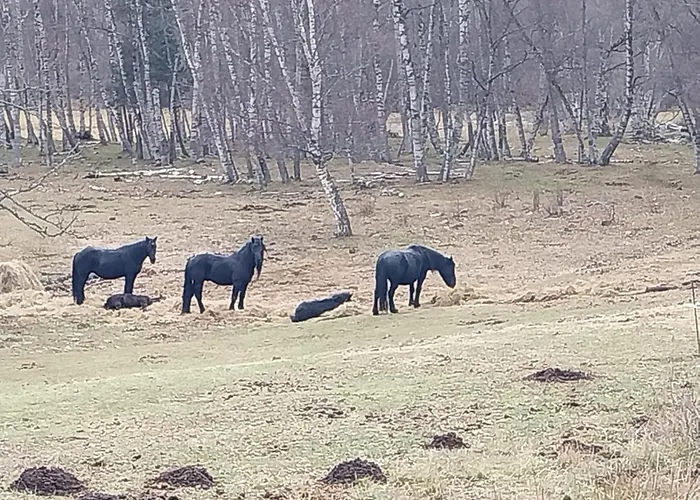 Διαμέρισμα Confort 7 Personnes A Porté-Puymorens